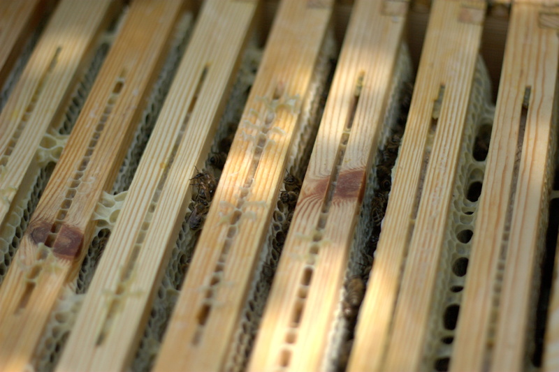 honeycomb, close-up, industry, thread, equipment, honey and beekeeping products, no people, indoors, textile, honey, business, wood - material, loom, beekeeper