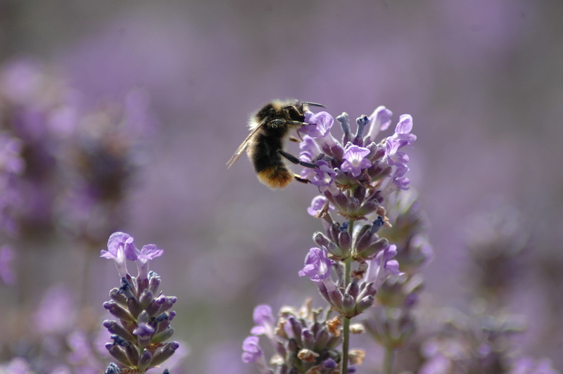 close-up, insect, flower head, pollinate, bee, plant, purple, invertebrate, fragility, blossom, vulnerability, petal, 2K, honey, one animal, animal themes