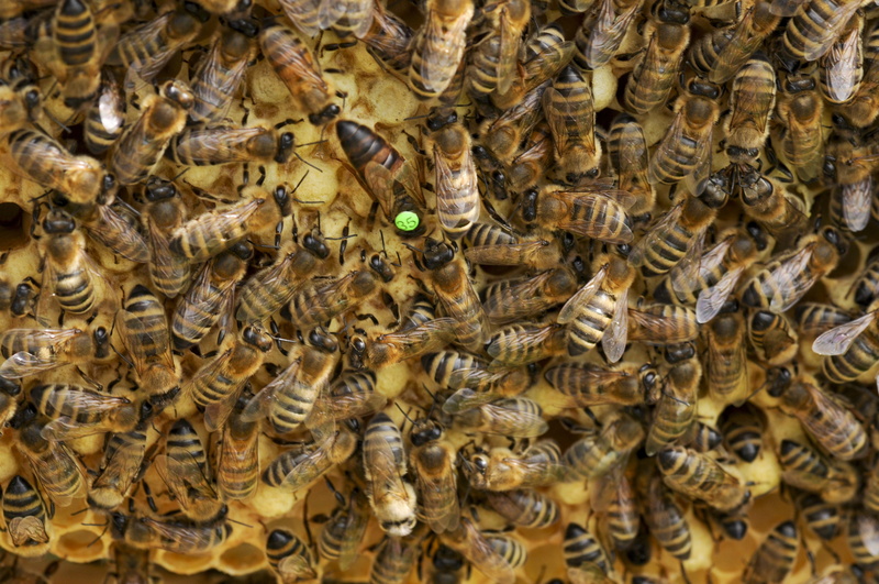 bees, carnica, honeybees, swarm, animal wildlife, combs, animals in the wild, daytime, no people, nature, hard working, honey bees, arthropod, day, animal