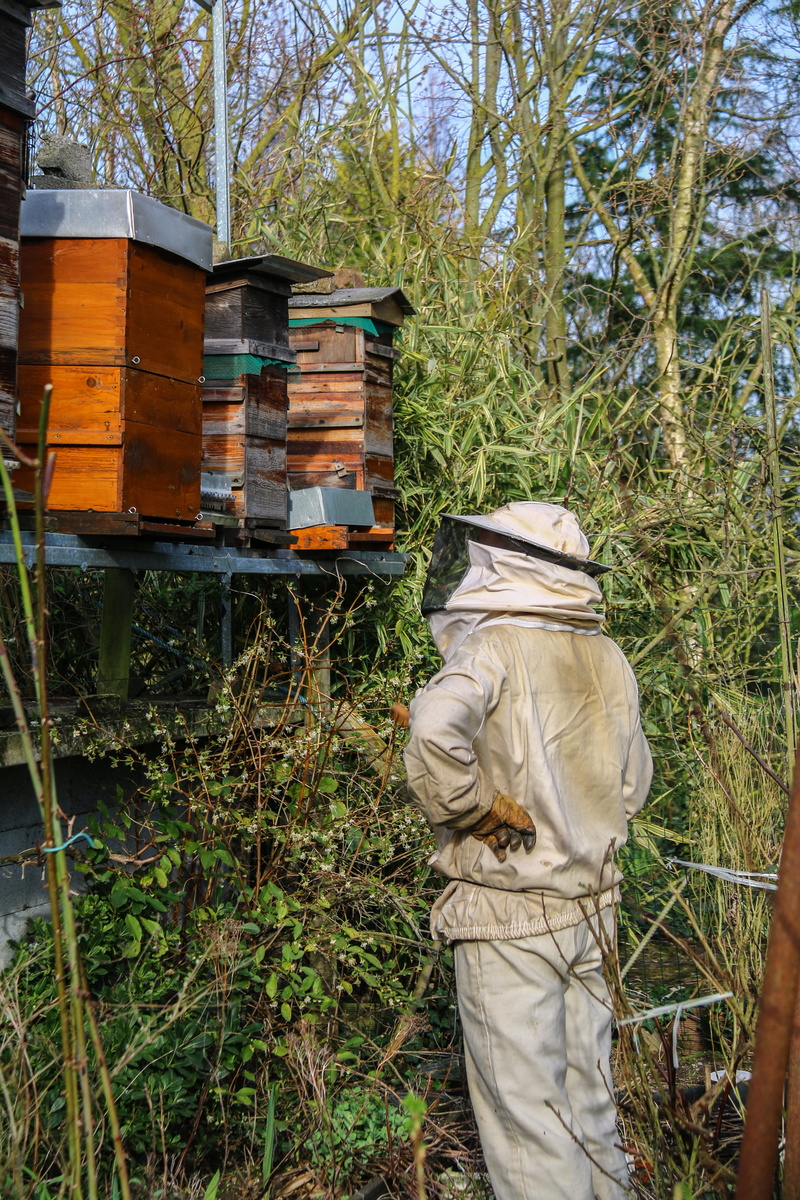 real people, one person, Hives, rear view, day, 5K, bee, apiculture, protective workwear, agriculture, Nature, Beekeeper, standing, field, Honey, land