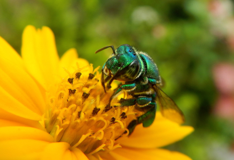 invertebrate, vulnerability, flower, beekeeping, 2K, animal themes, nature, spring, close-up, garden, animals in the wild, flower head, yellow, insect