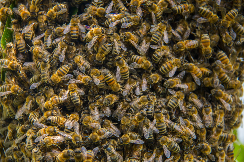 marine, insect, close-up, sea, animal wildlife, no people, school of fish, high angle view, full frame, Hive, backgrounds, abundance, day, bee, animals in the wild