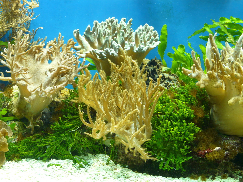 swimming, anthozoa, sea life, animal, aquarium, fish, no people, nature, sand, animal wildlife, undersea, coral, color, individual polyps, tank, water