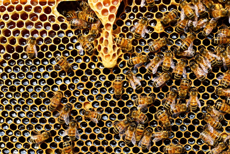 beehive, bee, wax, bees, beeswax, shape, beekeeping, honey, honeybee, 4K, combs, comb, apis mellifera, close up, hive, honeycomb, honey bee, hexagon