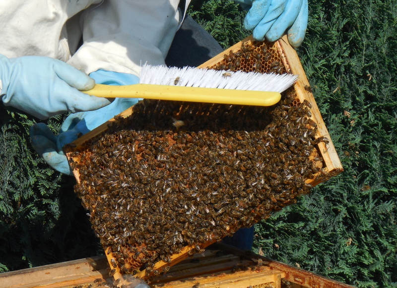 growth, outdoors, hobby, summer, bee breeding, invertebrate, plant, nature, apiculture, medium wall, hive, combs, beehive, human body part, gardening, person