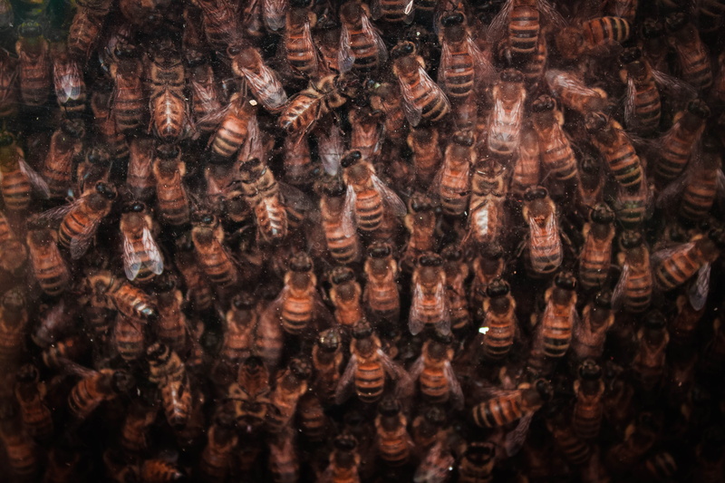 day, insect, bird nest, flea, bumblebee, cockroach, food, andrena, apiary, outdoors, hornet, crowd, apidae, the past, crockery, real people, honey, men