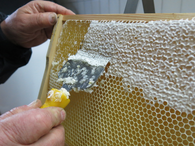 bee, wax, nature, frames, beeswax, animal wildlife, food and drink, beekeeper, hand, insect, food, human body part, real people, honeycomb, scrapping, honey