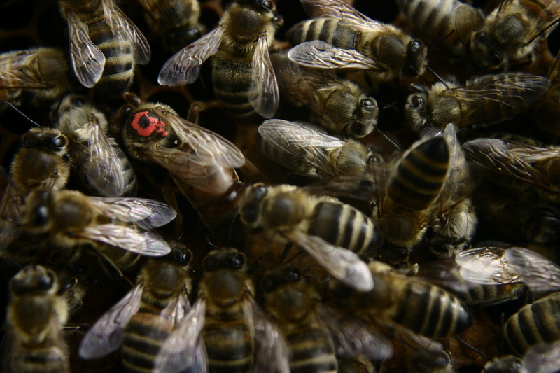 animals in the wild, group of animals, marine, large group of animals, Honey Bees, carnica, Beekeeping, photography, Queen Bee, insect, vertebrate, invertebrate