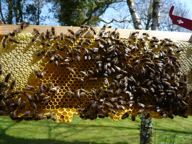 2K, wax, group of animals, Bee, Honeybees, apiary, beauty in nature, animal themes, bee, apiculture, field, nature, Honeycomb, beehive, insect, honey