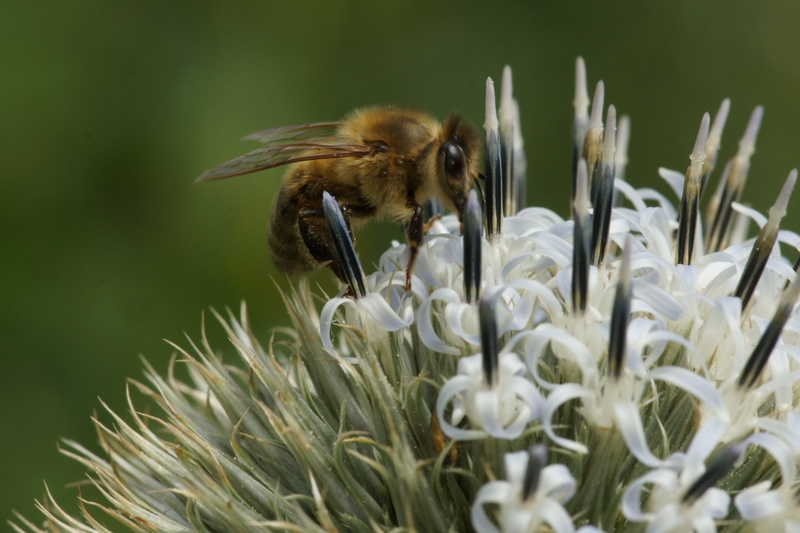 honey, macro, SAl100M28, pollen, Mondays, pollination, Sharp, Thistle, distel, animal Wing, white flower, bumblebee, animal, white, photography, close-up