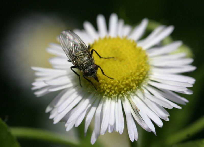 Fly, insect, bee, macro, animal, close-up, flower, nature, white, plant, black, yellow, 1080P, summer, petal, pollen