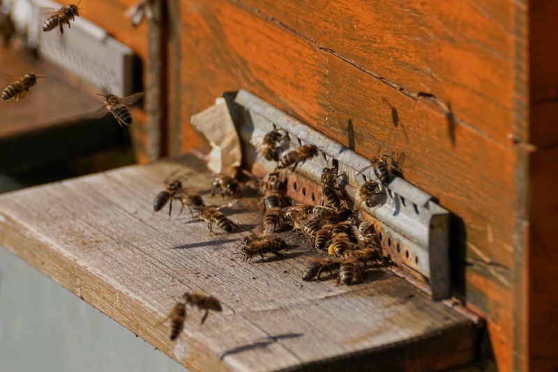 close up, 4K, nature, hive, selective focus, group of animals, beauty in nature, beekeeper, work, wood - material, bee, hard working, animal, insect, honey bee