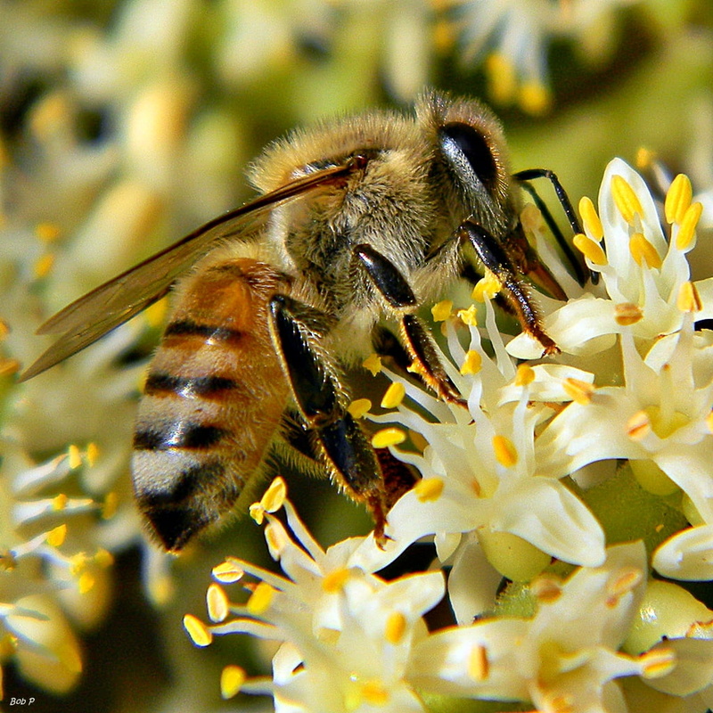 insect, honey, bee, daytime, Florida, springtime, white, Honey Time, Apis mellifera, Frenchmans Forest Natural Area, 480P, cluster, binomial, saw palmetto