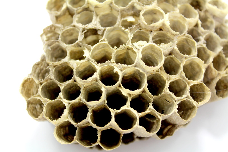 breed, beekeeping, record, animals in the wild, beauty in nature, health, shape, food, bee, dry, 2K, yellow, production, honeybee, propolis, honey, no people