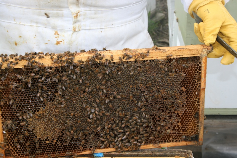 beekeeper, one person, apiculture, agriculture, honey, working, insect, animal themes, large group of animals, group of animals, 2K, day, animal wildlife
