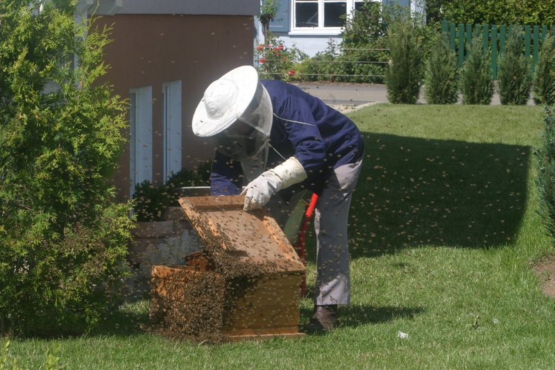 gardening, nature, full length, standing, hobby, day, real people, honey combs, bee keeping, checking, human, 2K, man, person, bees, beehive, wooden, occupation