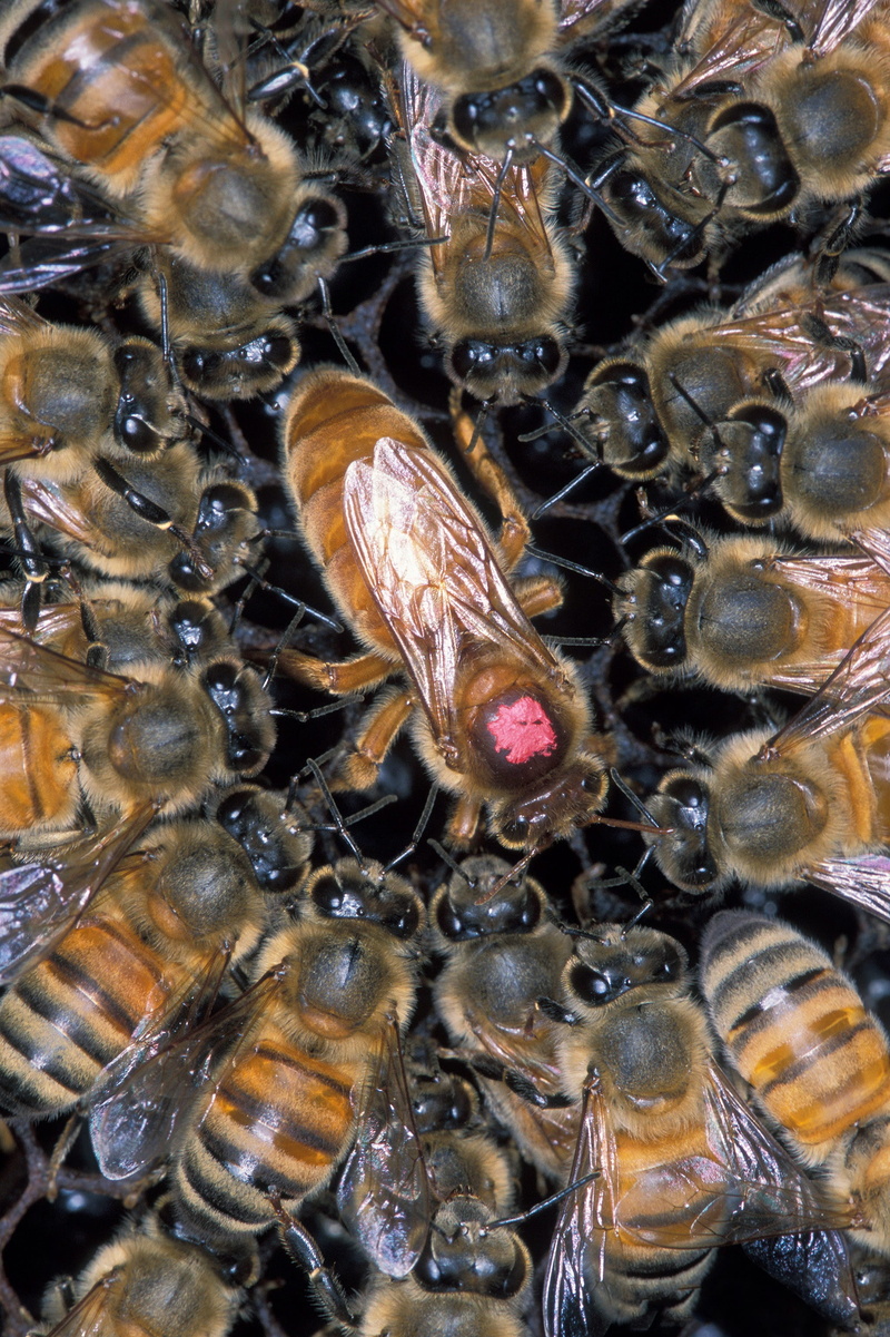 undersea, animal themes, underwater, workers, busy, no people, pattern, invertebrate, working, full frame, macro, beekeeping, queen, close-up, 2K, comb