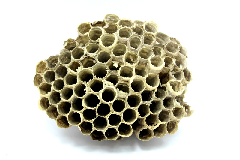 summer, geometric shape, apiculture, insect, hexagon, people, young, organic, design, no people, hive, indoors, propolis, circle, studio shot, close-up