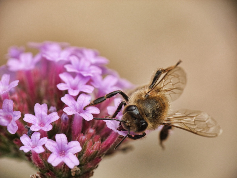close-up, insect, sting, no people, nature, animal wing, close, animal wildlife, 4K, animal themes, Honey, bee, vulnerability, Beehive, petal, honey, color