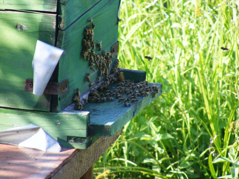 beauty in nature, pollen, beekeeper, group of animals, wood - material, Swarm, sunlight, grass, nature, plant part, beekeeping, animal themes, pollinate