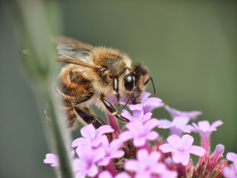 pollen, purple, honey, hive, honeycomb, black, yellow, white, freshness, flying, insect, close-up, springtime, eat, honey bee, outdoors, working, plant