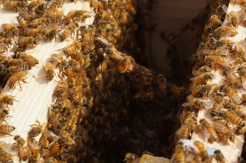 apiary, bees, animal, organic, beauty in nature, snack, frame, agriculture, no people, beehive, large group of animals, bee, plant, honey farm, nature