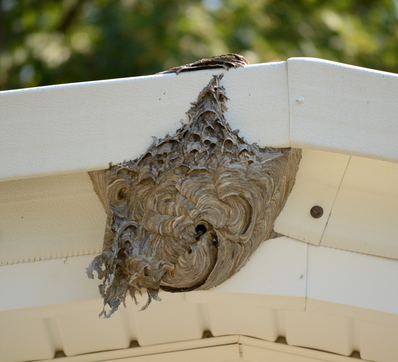 insect, wax, no people, pollen, roof, pattern, built structure, outdoors, beekeeper, low angle view, honey, hive, focus on foreground, apiary, white color