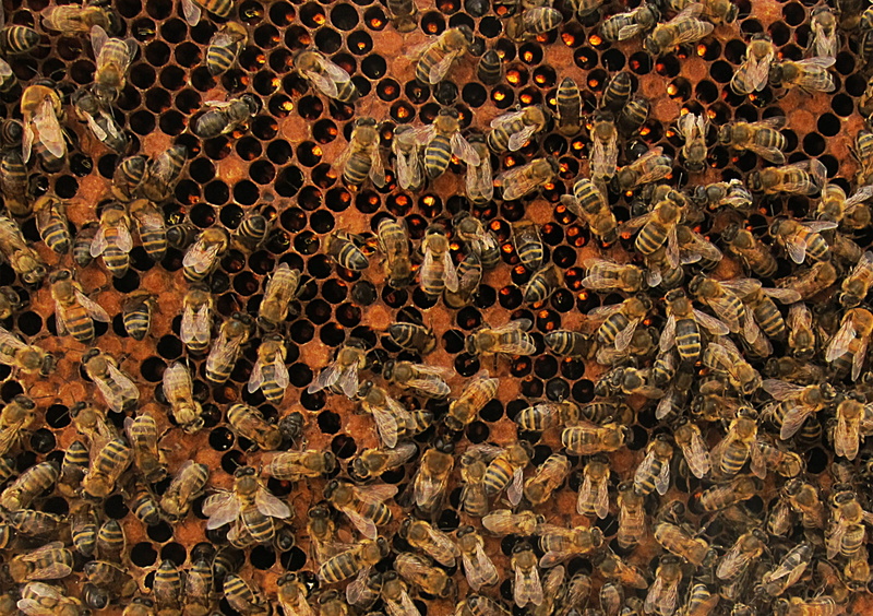 insect, hive, worker, nature, agriculture, honey, abundance, busy, animals in the wild, large group of objects, backgrounds, design, outdoors, brown, day