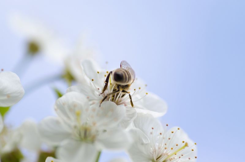day, detail, white color, honeycomb, nectar, white, bee, yellow, isolated, close, macro, fragility, cell, fly, wax honey, animal wildlife, food, plant