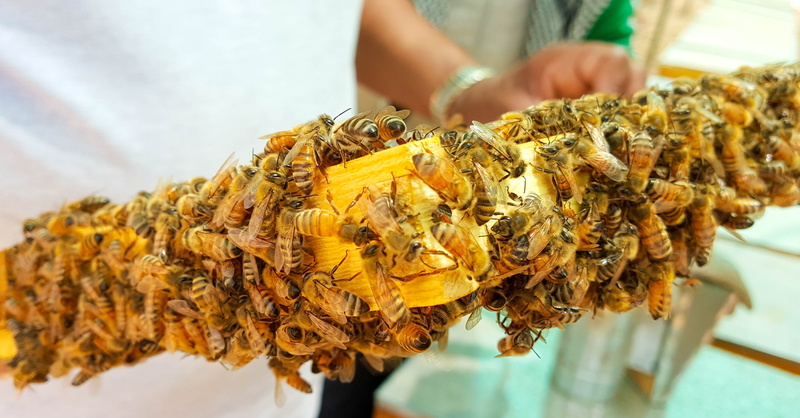 food and drink, adult, bees, focus, outdoors, queen, wax, close-up, freshness, honey, arabia, honeycomb, hive, closeup, beehive, selective focus, focus on foreground