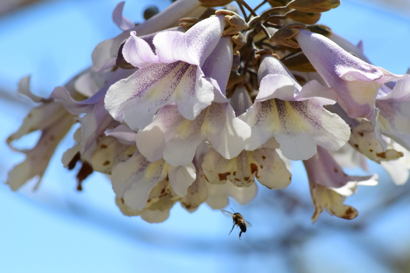 pollination, animal themes, summer, plant, organic, outdoors, flowering plant, apiary, no people, invertebrate, Insect, garden, pollinate, sweet, Food