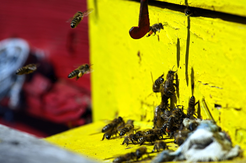 apiary, bee, stinger, invertebrate, animal wildlife, group of animals, Honeycomb, Work, agriculture, bug, fly, bumblebee, no people, Bees, nature, Insect