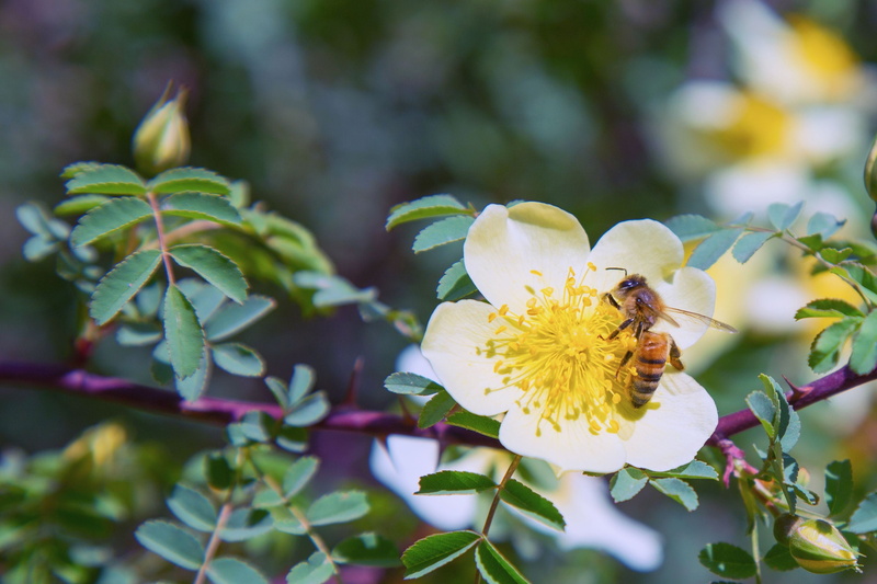 honeybee, yellow, bee, animal themes, nectar, working, animal, honey bee, close, bumble, animals in the wild, beauty in nature, wildlife, nature, blossoming
