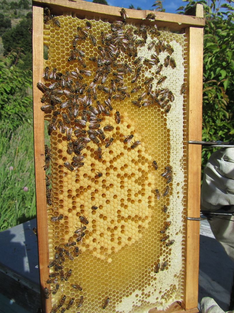 honeycomb, animals in the wild, animal themes, apiculture, close-up, nature, honey bees, beehive, food, colony, hive, insect, beekeeper, work, flight insect