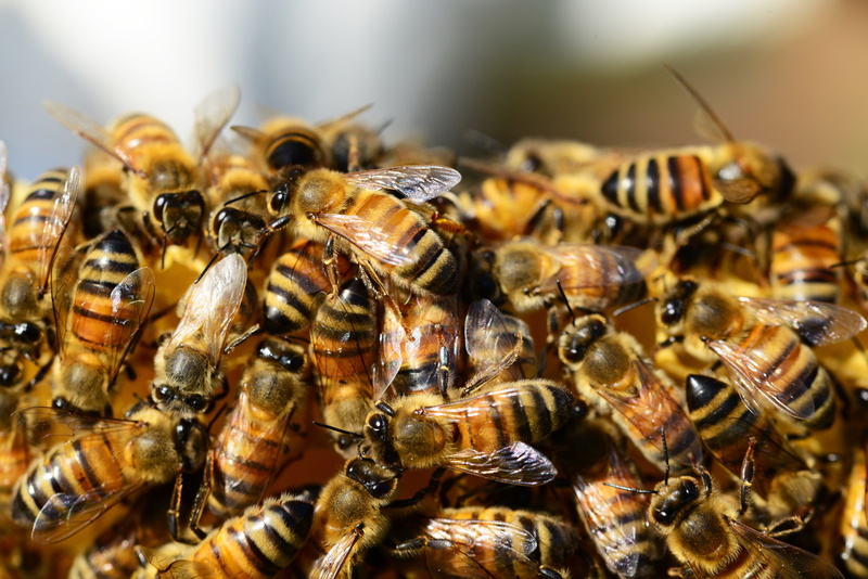 apiculture, macro, swarm of bees, no people, nature, insects, animal, beauty in nature, wings, colony, close, beehive, brood, stripes, food, frame, bees