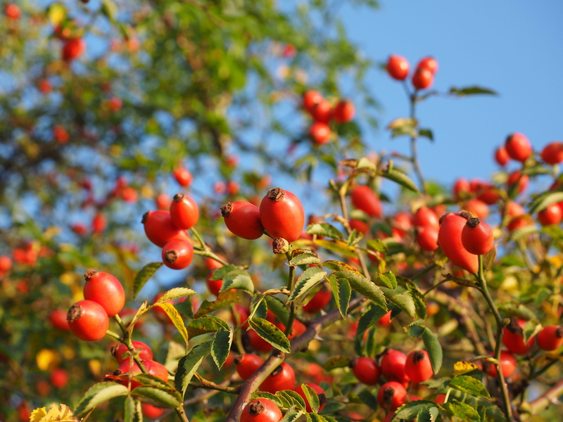 day, hive, Fruit, Wild Rose, rose apples, growth, hetschepetsche, hiften, food and drink, wellbeing, ripe, dog rose, 4K, hetscherl, haegen, outdoors, tree
