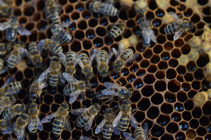 4K, close-up, invertebrate, nature, mellifera, honeycomb, large group of animals, backgrounds, animal, beehive, cell, wax, apiculture, pattern, natural pattern