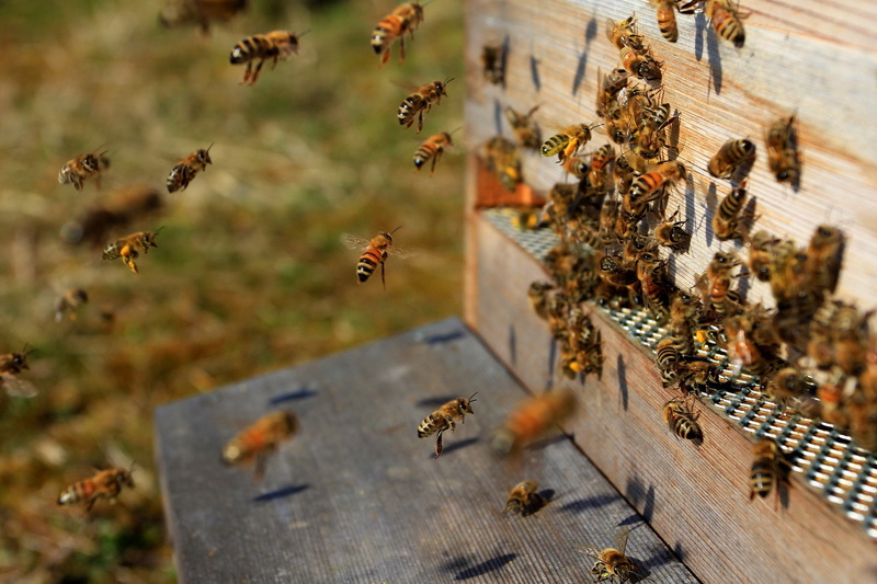 1080P, bee, of, Hive, Swarm, a, insects