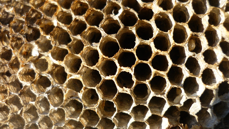 bee, backgrounds, close-up, background, agriculture, no people, geometric shape, detail, fun, pattern, wax, honey comb, hive, beekeeping, wildlife, nature