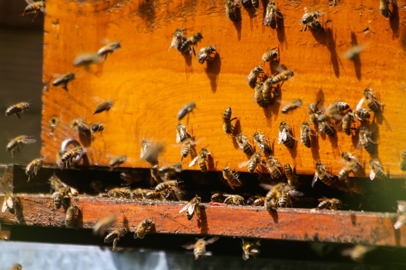 zoology, animal themes, animal wildlife, beauty in nature, nature, foragers, wood - material, animals in the wild, essain, pollinator, beekeeping, colony