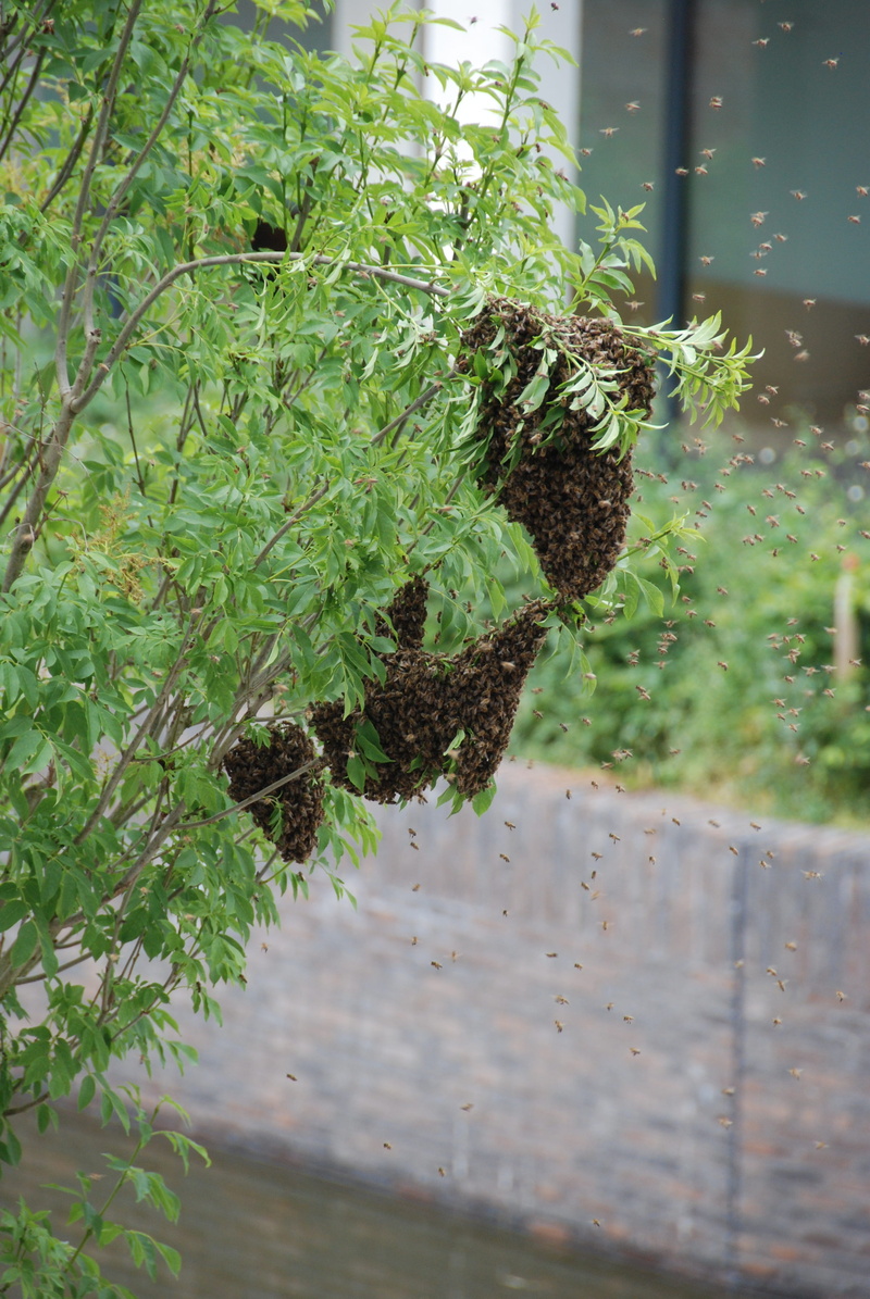 tree, nature, close-up, bees, plant, selective focus, front or back yard, leaf, swarm, tranquility, sunlight, focus on foreground, no people, 4K, window