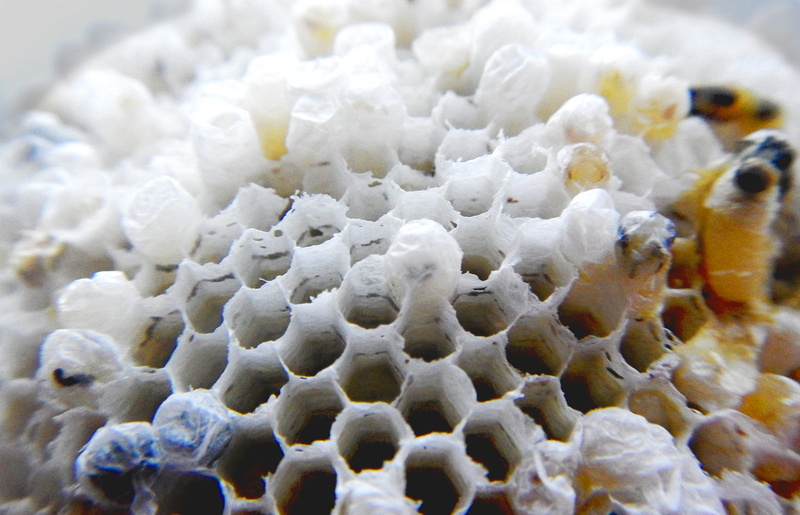 group of animals, nest, invertebrate, natural pattern, animal wildlife, honeycomb, animals in the wild, day, white color, animal, outdoors, insect, bee