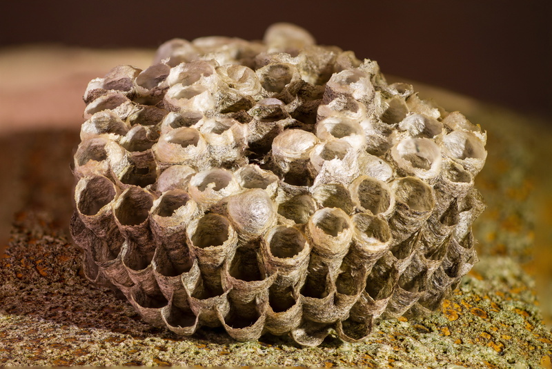 the hive, plant, beauty in nature, close-up, apiculture, pattern, nature, no people, focus on foreground, animals in the wild, honeycomb, 5K, invertebrate