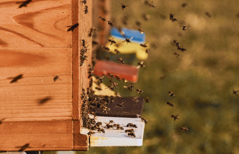 day, focus on foreground, wood - material, nature, honey bees, animal wildlife, plant, flight insect, hive, bee keeping, landscape, animal, flying, animal themes