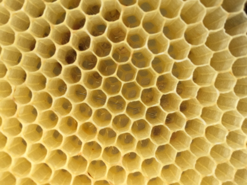 beehive, apiculture, bees, bee, hole, animals in the wild, shallow, animal wildlife, design, textured, eggs, animal scale, yellow, hive, animal, no people