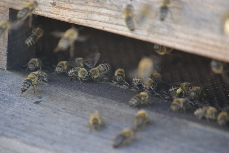 food, letáč, day, outdoors, the hive, 4K, animals in the wild, invertebrate, wood - material, animal wildlife, bee-keeping, animal themes, bee, no people