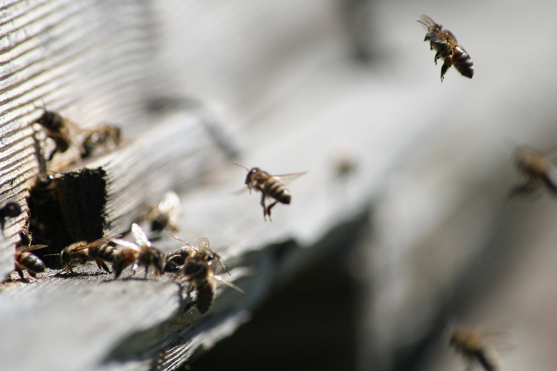 group of animals, bumblebees, bee, group, medium group of animals, beauty in nature, nature, motion, insect, black, animal, honey bees, yellow, 2K, animal wildlife