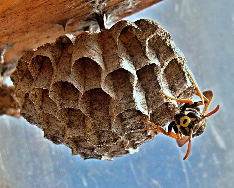 focus on foreground, 1080P, honey, wasps Nest, day, macro, beauty in nature, bee, one animal, photography, no people, insect, closeup, animal, hive, stinger
