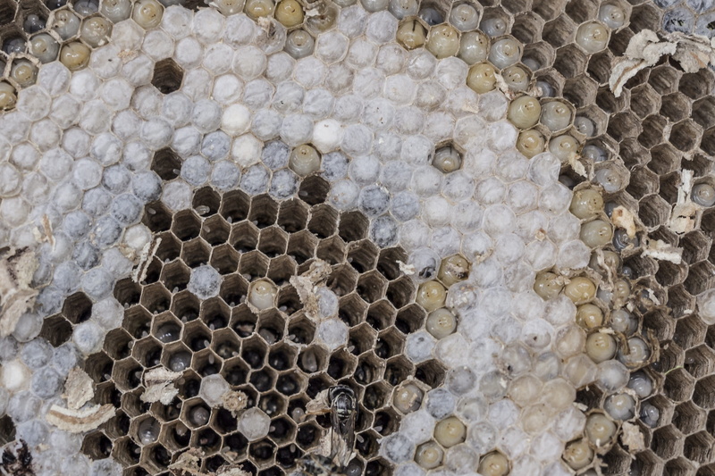 hexagon, 2K, nature, wasps, full frame, invertebrate, honeycomb, beehive, insect, combs, no people, group of animals, the hive, backgrounds, geometric shape