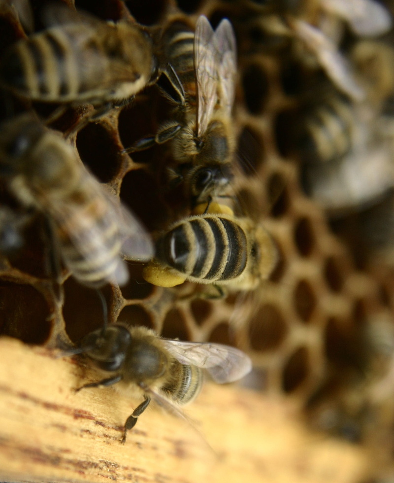 no people, honey bees, marine, hive, beehive, animals in the wild, carnica, beekeeping, day, selective focus, honey production, group of animals, beauty in nature